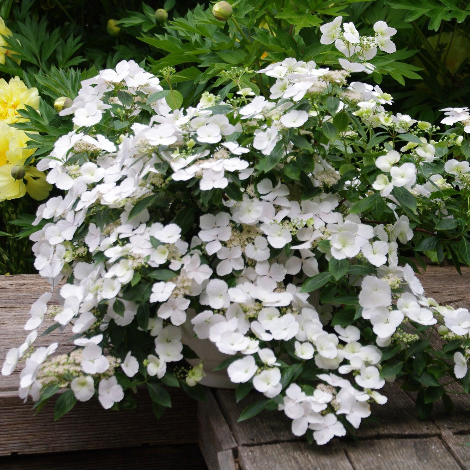 Hydrangea X 'fairytrail Bride' - View 7 from www redcrocus com