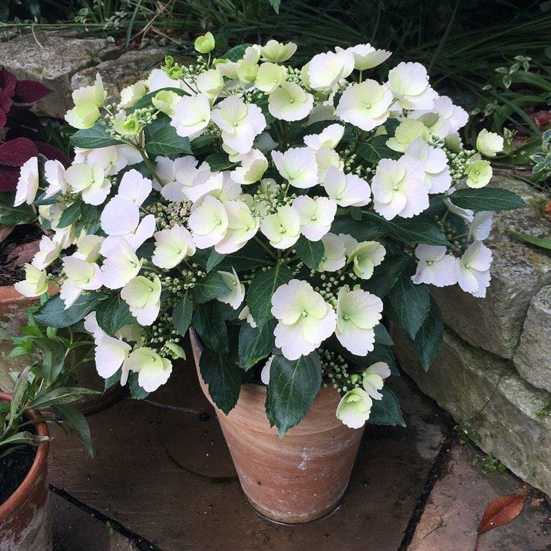 Hydrangea X 'fairytrail Bride' - View 8 from www redcrocus com