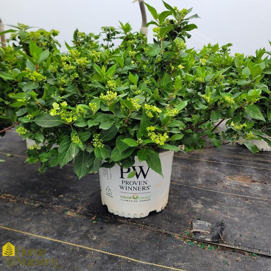 Hydrangea X 'fairytrail Bride' - View 9 from www redcrocus com
