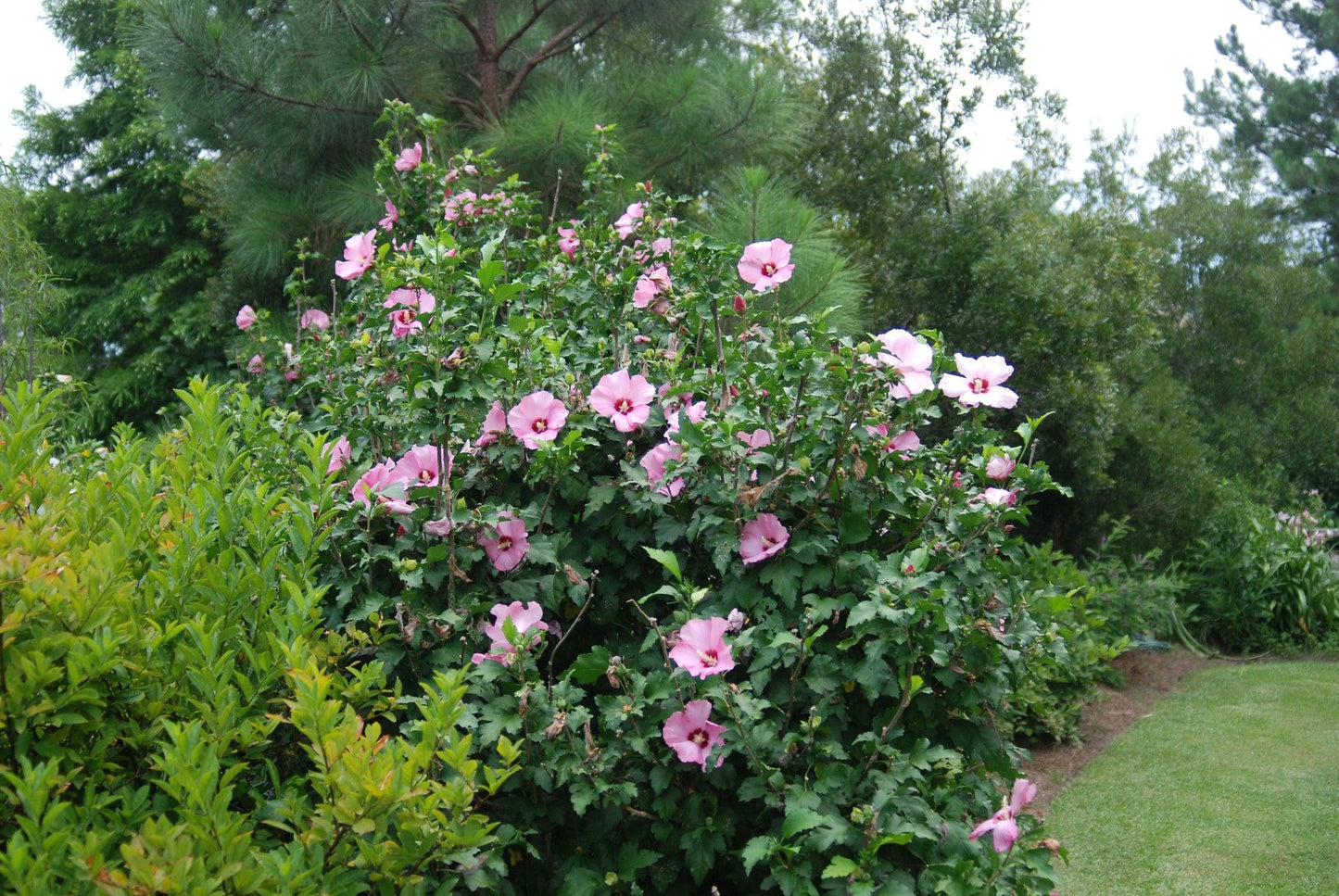 Hibiscus Syriacus 'aphrodite' - View 13 from www redcrocus com