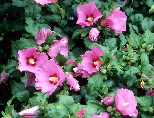 Hibiscus Syriacus 'aphrodite' - View 1 from www redcrocus com