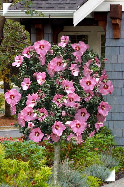 Hibiscus Syriacus 'aphrodite' - View 5 from www redcrocus com