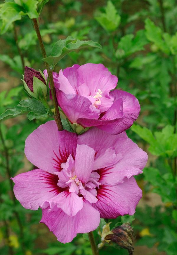 Hibiscus Syriacus 'tahiti' - View 11 from www redcrocus com