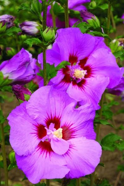 Hibiscus Syriacus 'tahiti' - View 14 from www redcrocus com