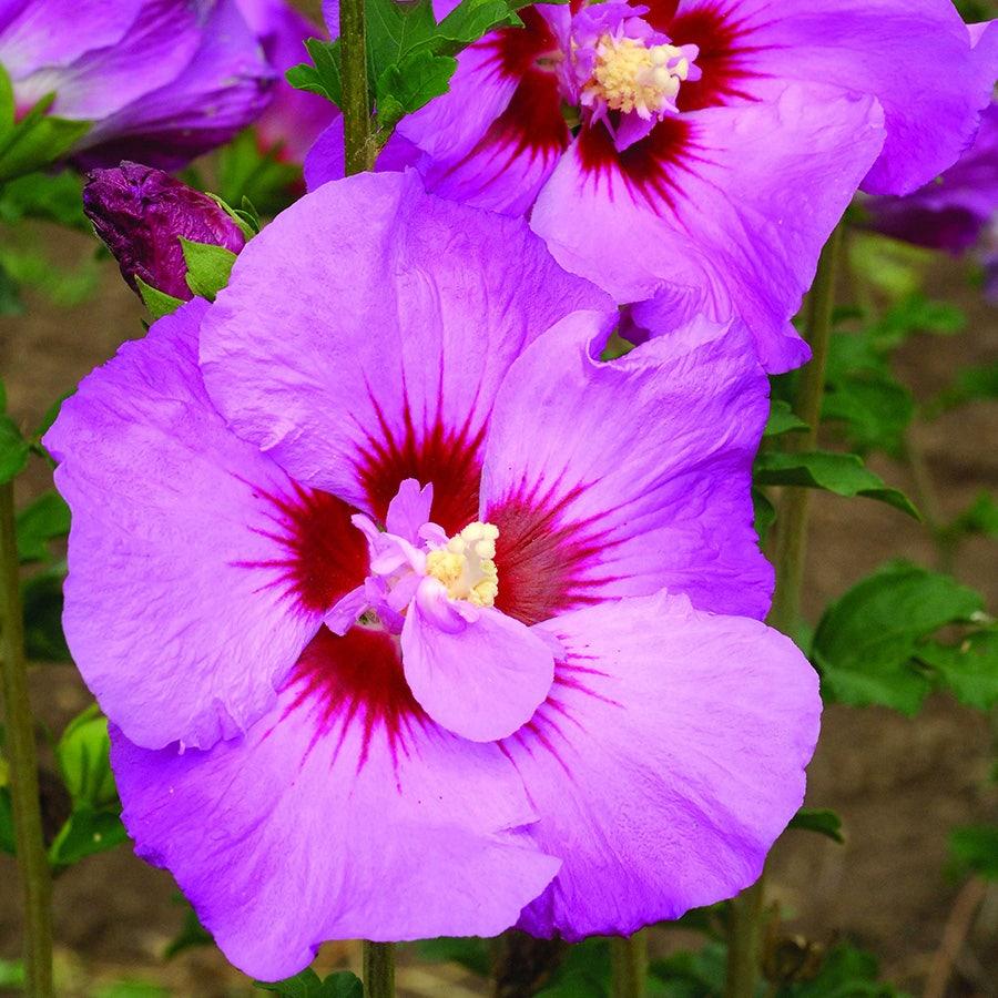 Hibiscus Syriacus 'tahiti' - View 15 from www redcrocus com