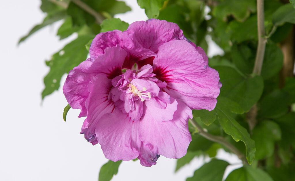 Hibiscus Syriacus 'tahiti' - View 17 from www redcrocus com