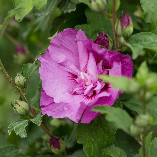 Hibiscus Syriacus 'tahiti' - View 18 from www redcrocus com
