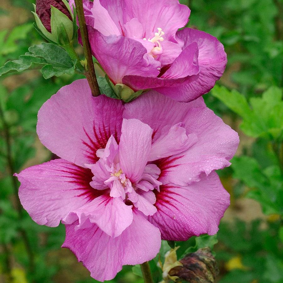 Hibiscus Syriacus 'tahiti' - View 19 from www redcrocus com