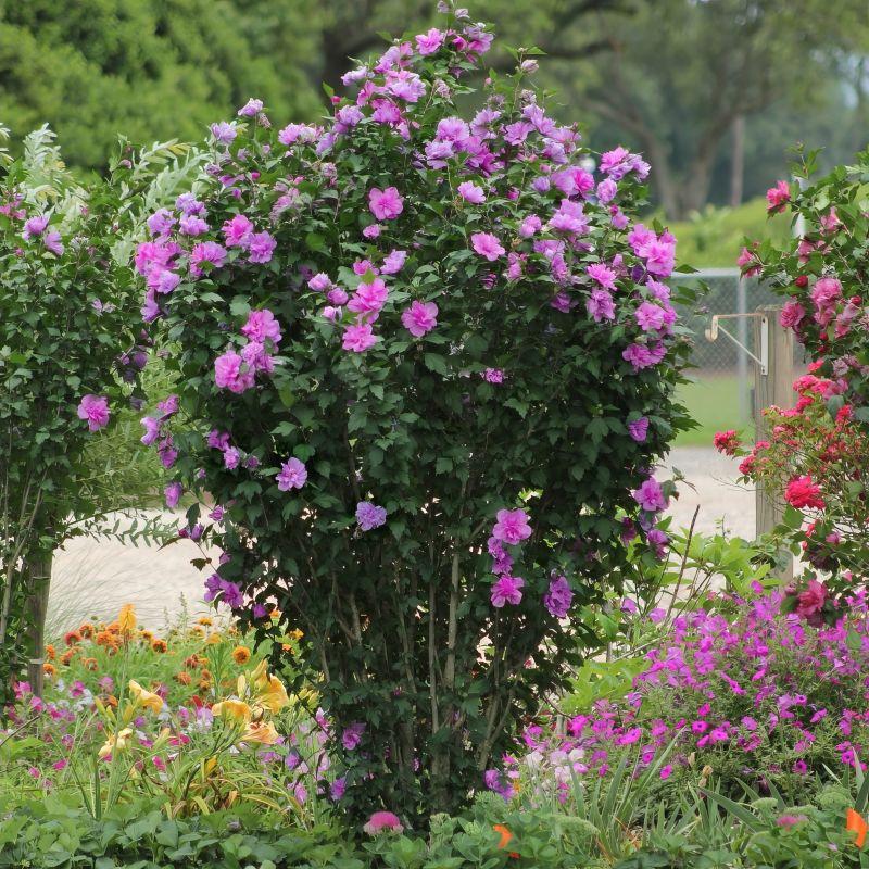 Hibiscus Syriacus 'tahiti' - View 1 from www redcrocus com