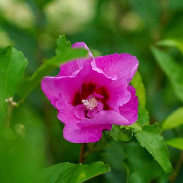Hibiscus Syriacus 'tahiti' - View 20 from www redcrocus com