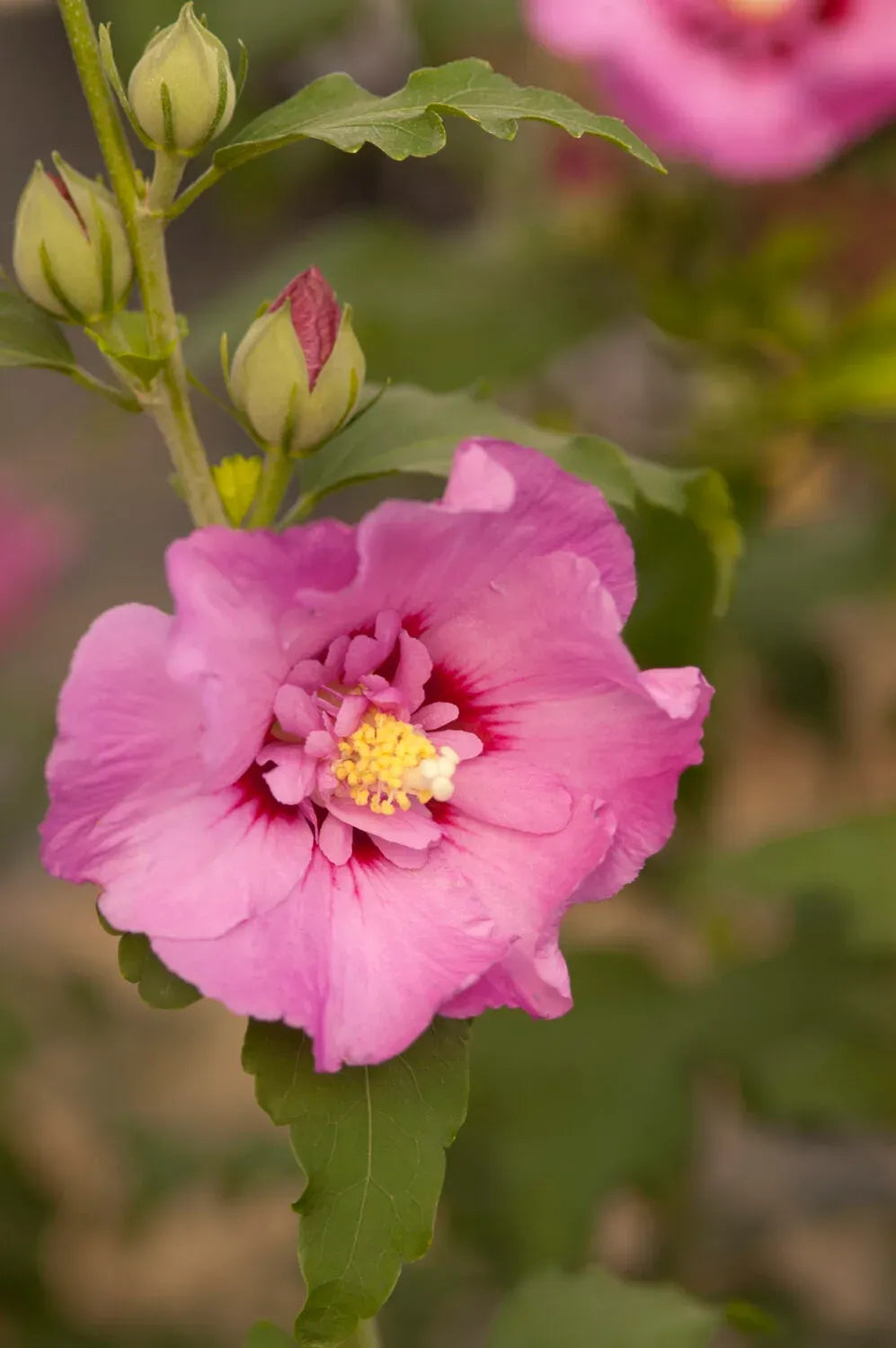 Hibiscus Syriacus 'tahiti' - View 26 from www redcrocus com