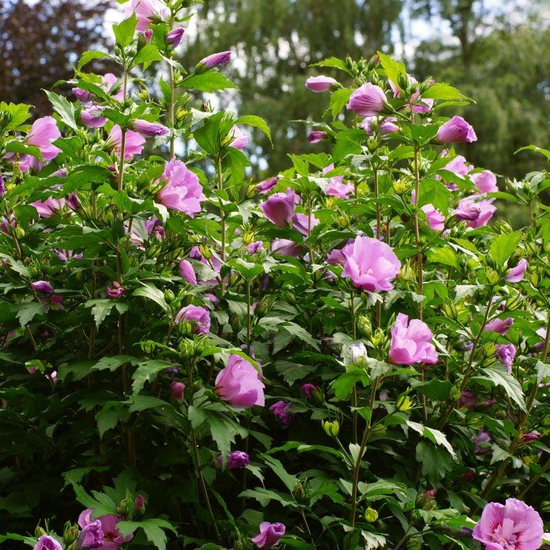 Hibiscus Syriacus 'tahiti' - View 5 from www redcrocus com
