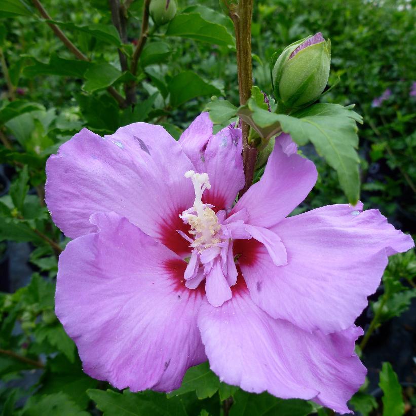 Hibiscus Syriacus 'tahiti' - View 6 from www redcrocus com