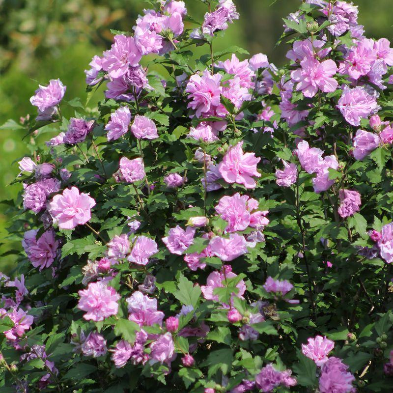 Hibiscus Syriacus 'tahiti' - View 9 from www redcrocus com