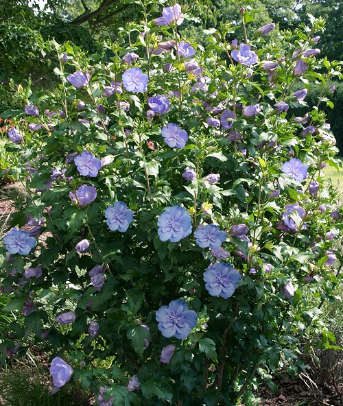 Hibiscus Syriacus Blue Chiffon - View 15 from www redcrocus com