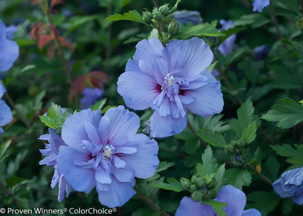 Hibiscus Syriacus Blue Chiffon - View 2 from www redcrocus com