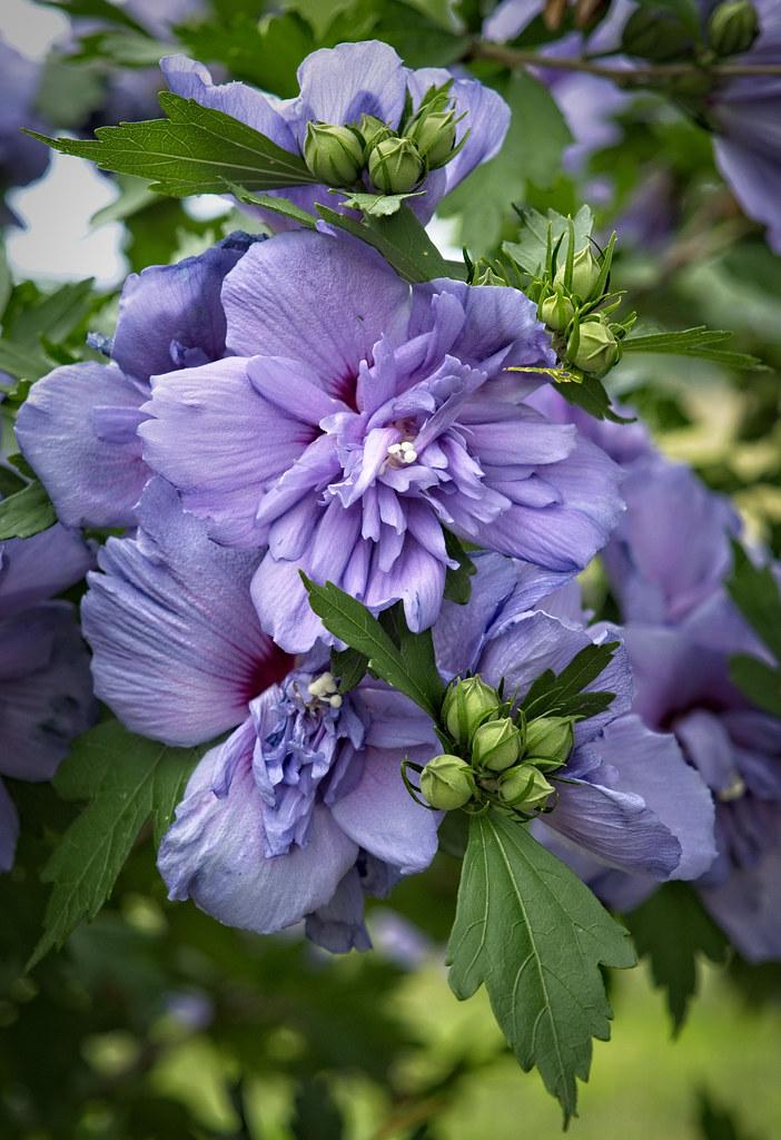 Hibiscus Syriacus Blue Chiffon - View 6 from www redcrocus com