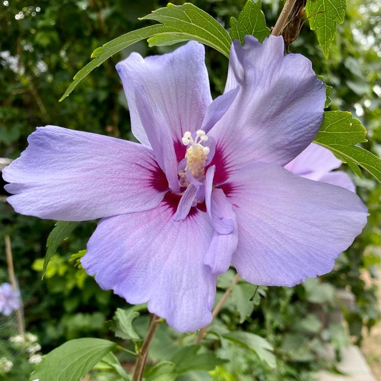 Hibiscus Syriacus Blue Chiffon - View 8 from www redcrocus com