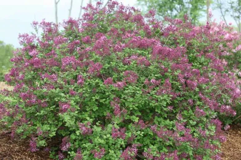 Syringa Bloomerang Dark Purple - View 11 from www redcrocus com