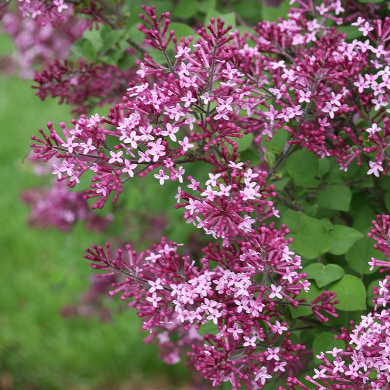 Syringa Bloomerang Dark Purple - View 18 from www redcrocus com