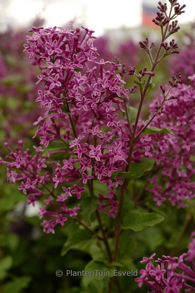 Syringa Bloomerang Dark Purple - View 19 from www redcrocus com