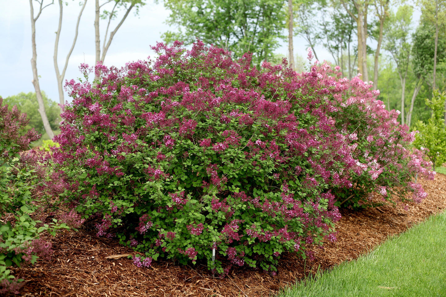 Syringa Bloomerang Dark Purple - View 6 from www redcrocus com
