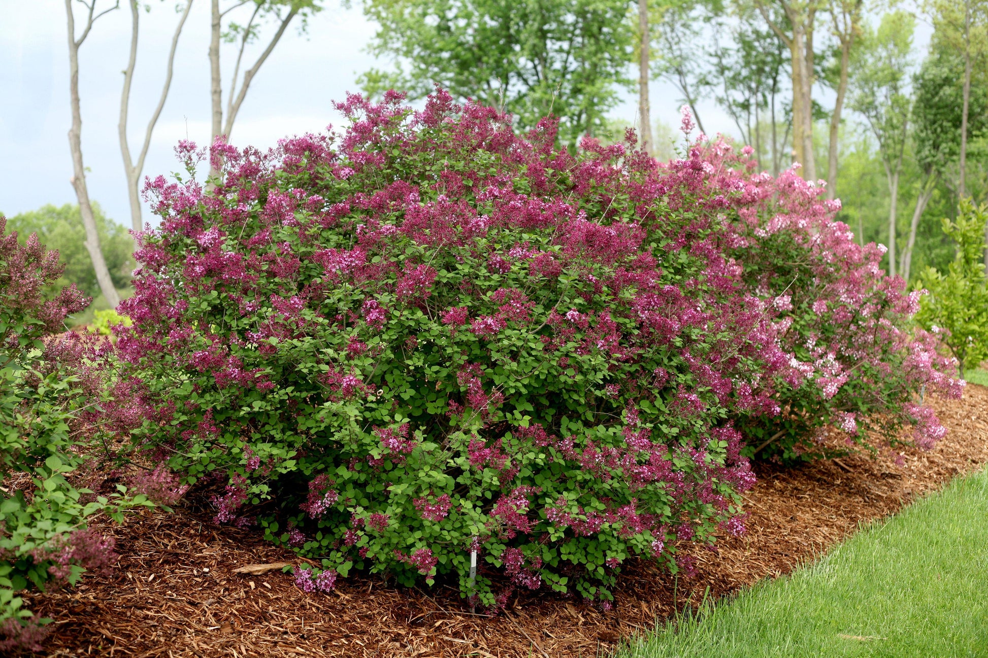 Syringa Bloomerang Dark Purple - View 6 from www redcrocus com