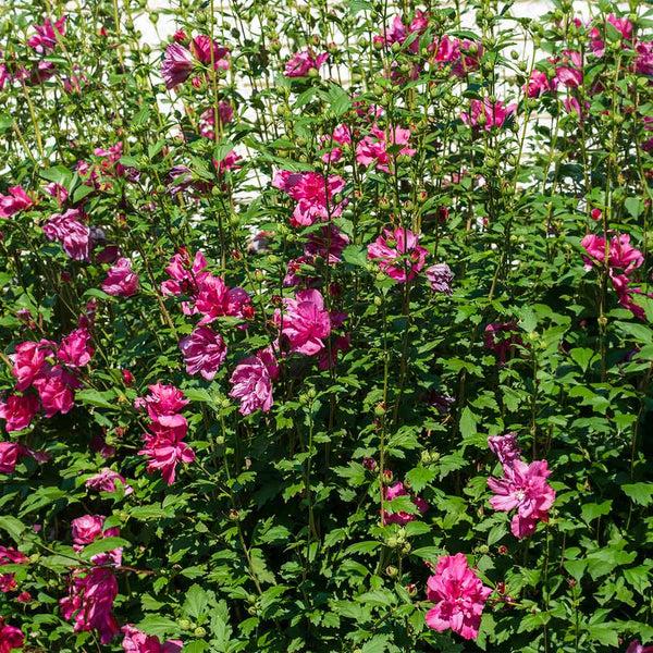 Hibiscus Syriacus Lucy Tree Form - View 11 from www redcrocus com