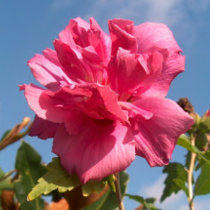 Hibiscus Syriacus Lucy Tree Form - View 13 from www redcrocus com