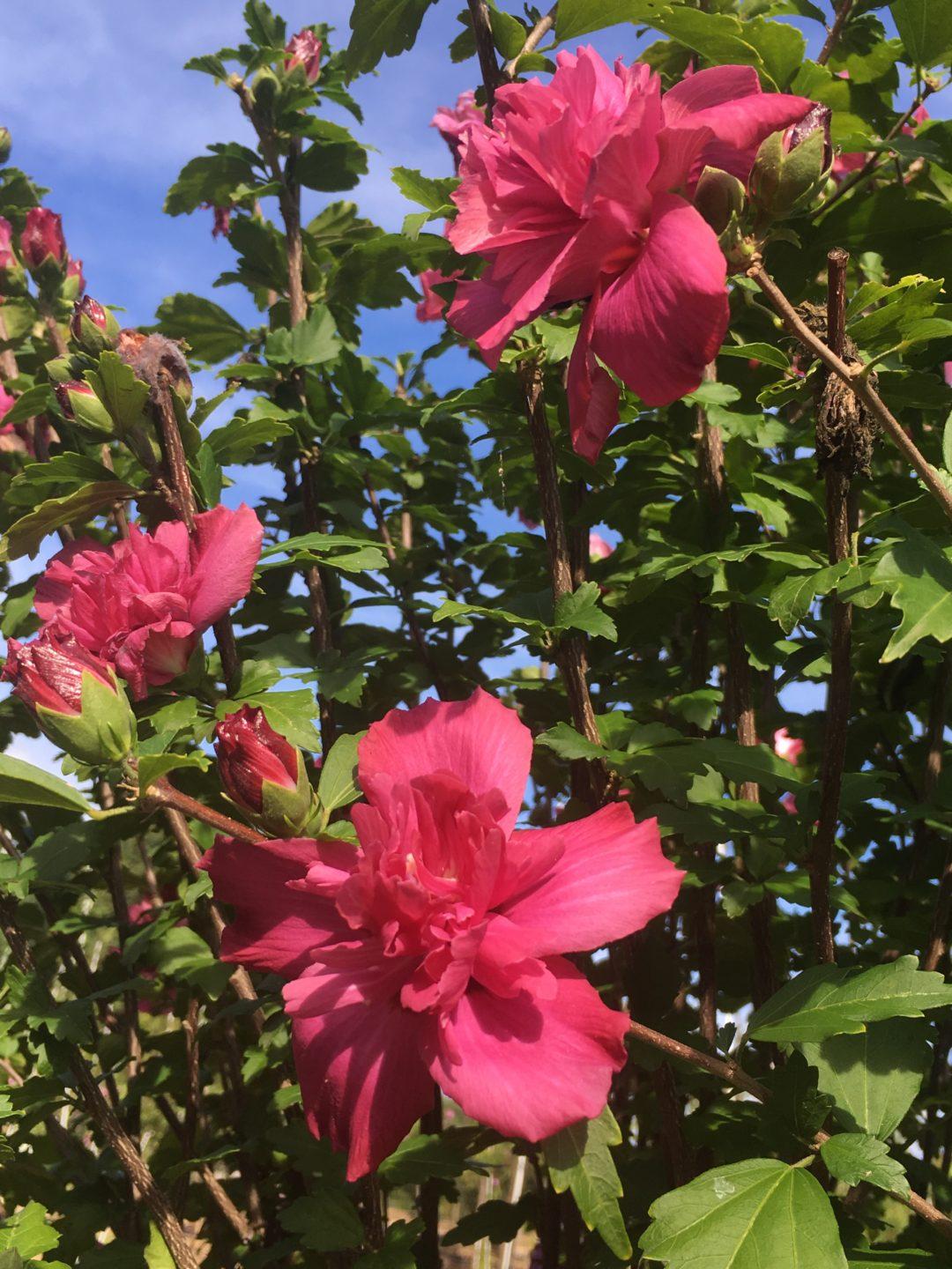 Hibiscus Syriacus Lucy Tree Form - View 15 from www redcrocus com