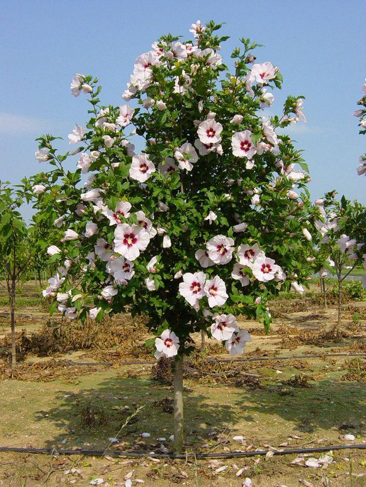 Hibiscus Syriacus Lucy Tree Form - View 17 from www redcrocus com