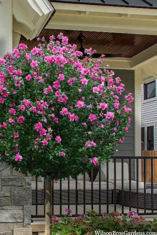 Hibiscus Syriacus Lucy Tree Form - View 1 from www redcrocus com