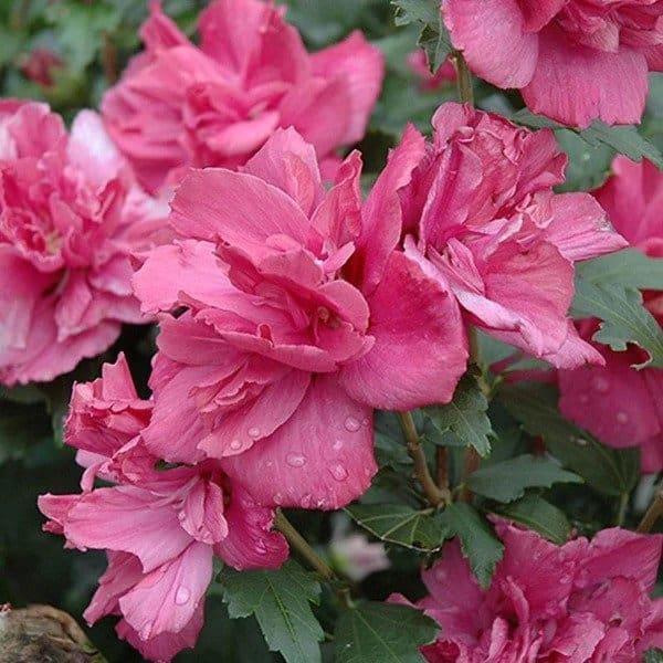 Hibiscus Syriacus Lucy Tree Form - View 2 from www redcrocus com