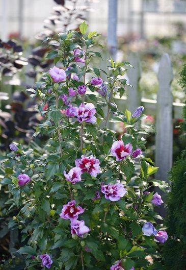 Hibiscus Syriacus Lucy Tree Form - View 4 from www redcrocus com