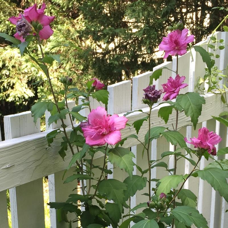 Hibiscus Syriacus Lucy Tree Form - View 5 from www redcrocus com