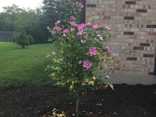 Hibiscus Syriacus Lucy Tree Form - View 9 from www redcrocus com