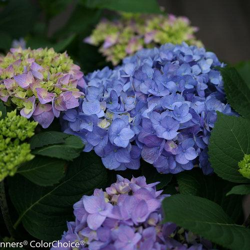 Hydrangea Macrophylla 'let's Dance Rhythmic Blue' - View 13 from www redcrocus com