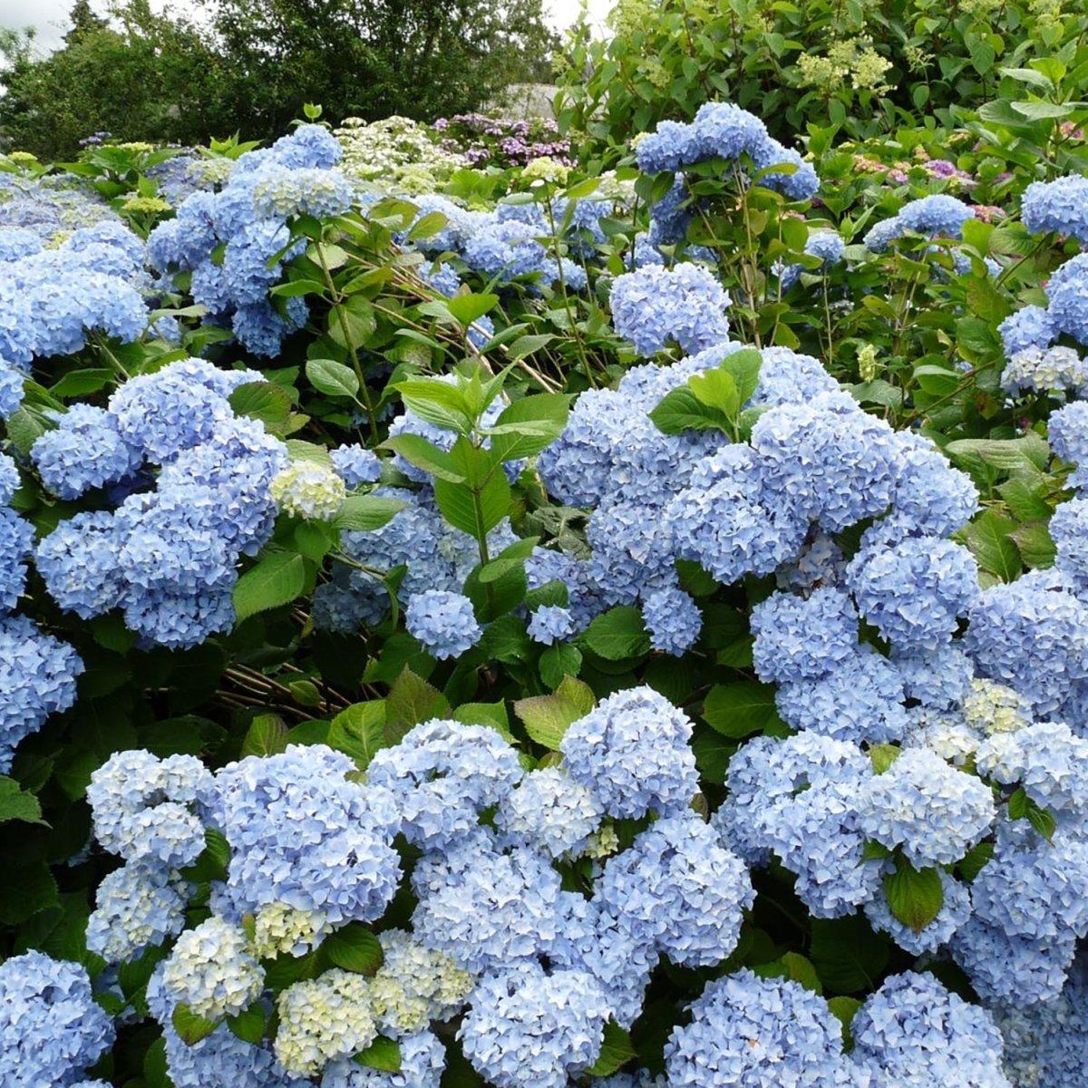 Hydrangea Macrophylla 'let's Dance Rhythmic Blue' - View 15 from www redcrocus com