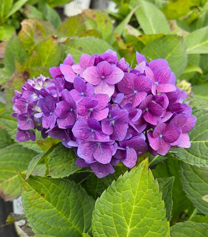 Hydrangea Macrophylla 'let's Dance Rhythmic Blue' - View 18 from www redcrocus com