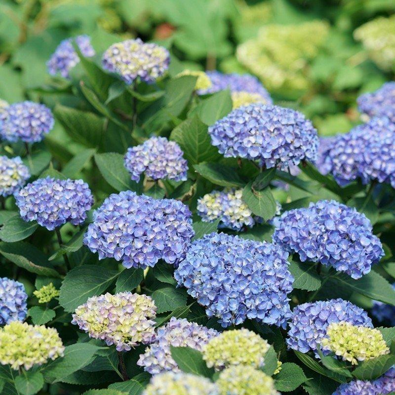 Hydrangea Macrophylla 'let's Dance Rhythmic Blue' - View 19 from www redcrocus com