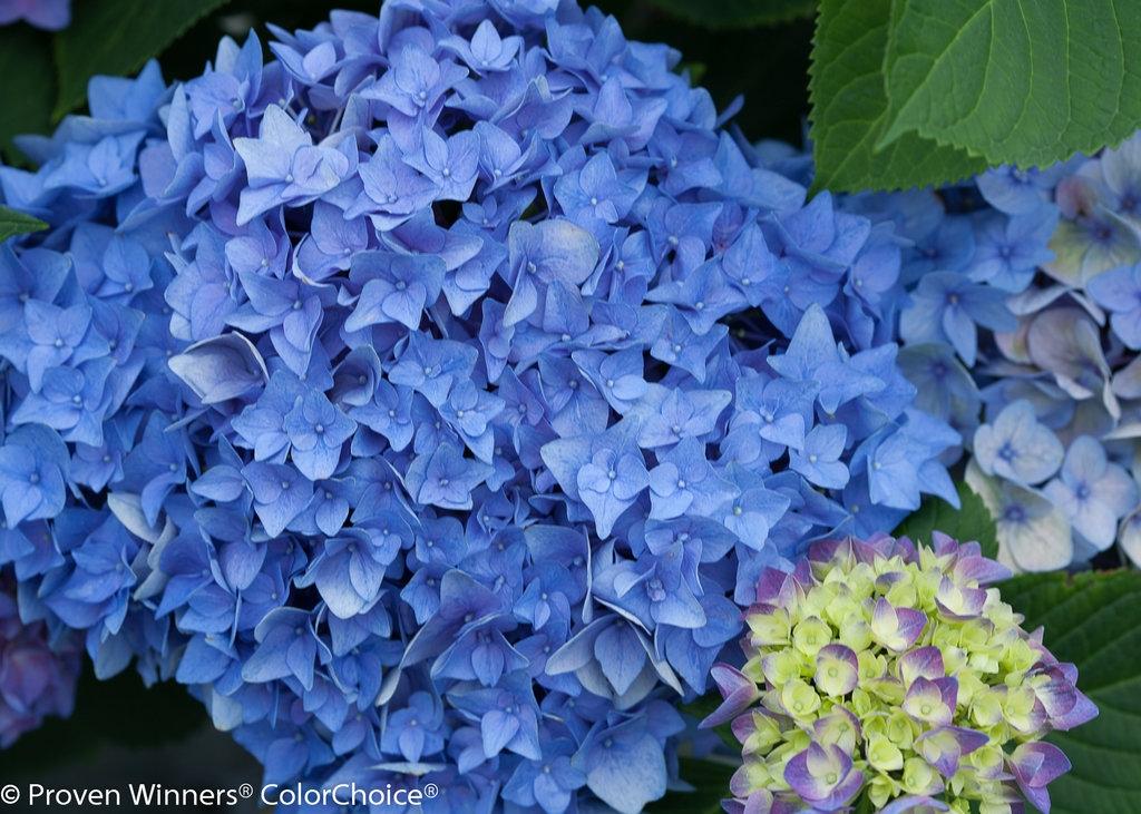 Hydrangea Macrophylla 'let's Dance Rhythmic Blue' - View 21 from www redcrocus com