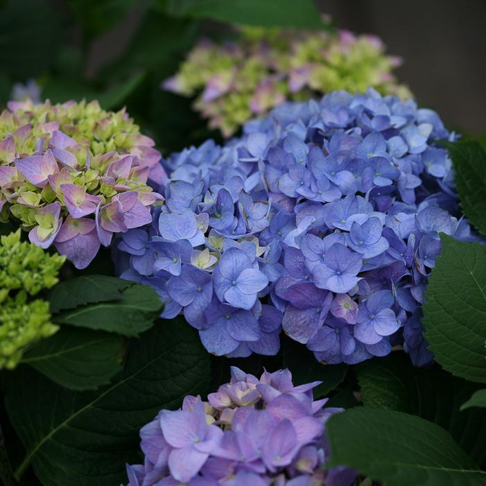 Hydrangea Macrophylla 'let's Dance Rhythmic Blue' - View 22 from www redcrocus com