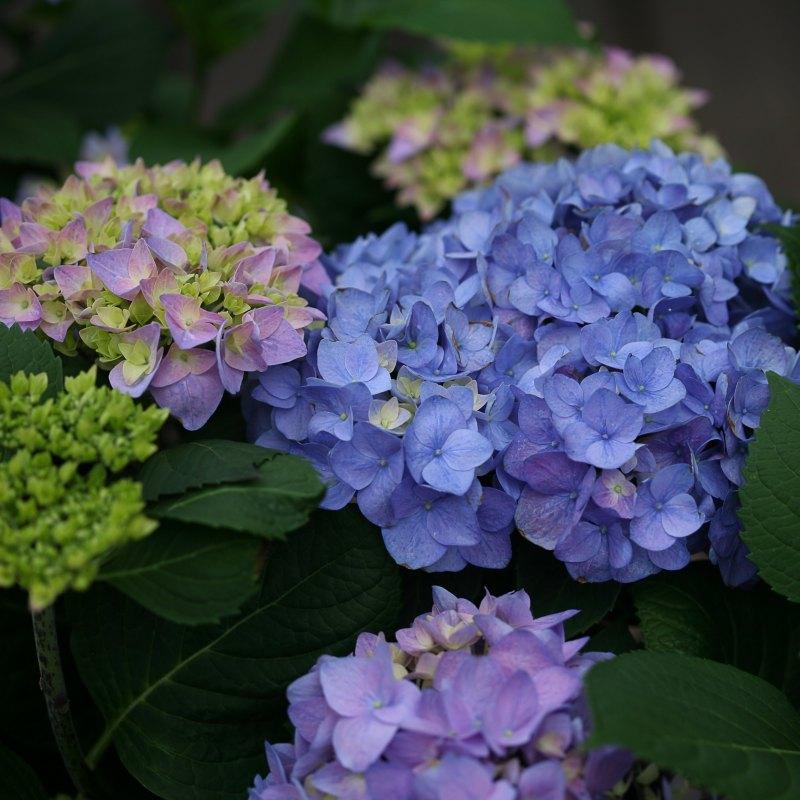 Hydrangea Macrophylla 'let's Dance Rhythmic Blue' - View 23 from www redcrocus com