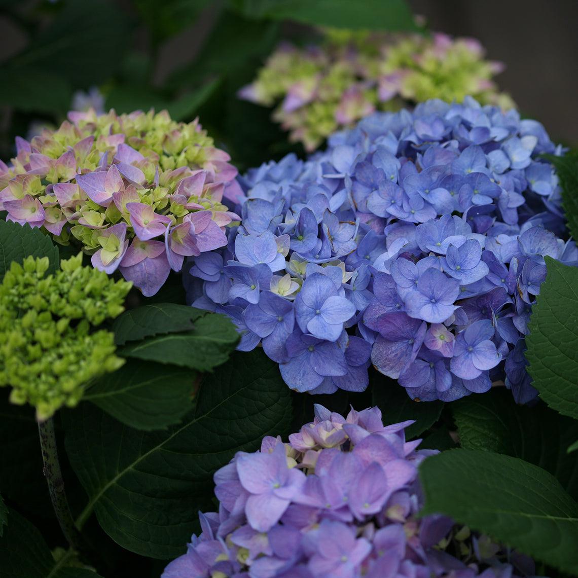 Hydrangea Macrophylla 'let's Dance Rhythmic Blue' - View 28 from www redcrocus com
