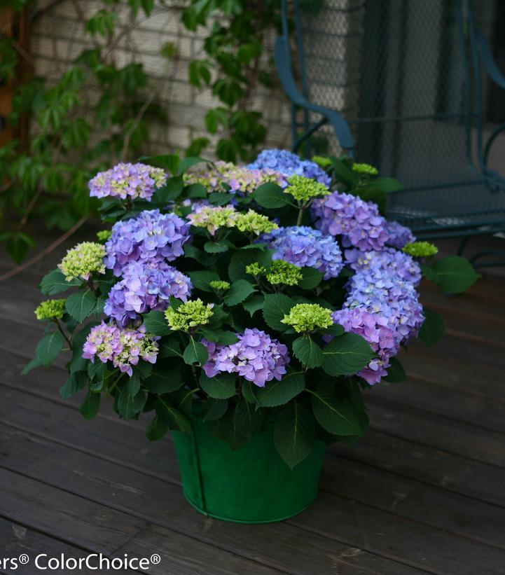 Hydrangea Macrophylla 'let's Dance Rhythmic Blue' - View 29 from www redcrocus com