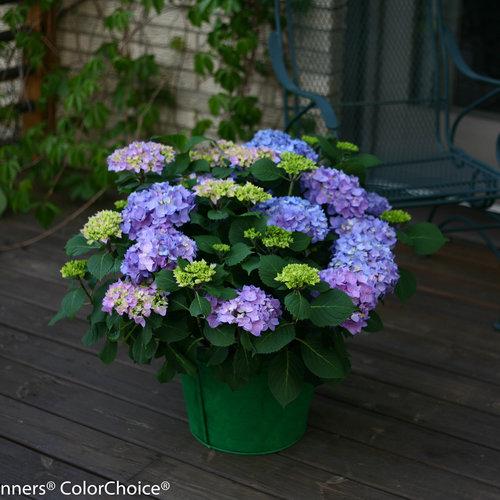 Hydrangea Macrophylla 'let's Dance Rhythmic Blue' - View 2 from www redcrocus com