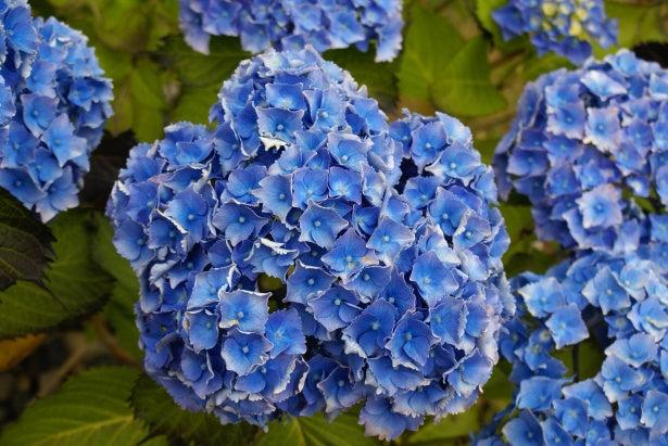 Hydrangea Macrophylla 'let's Dance Rhythmic Blue' - View 30 from www redcrocus com