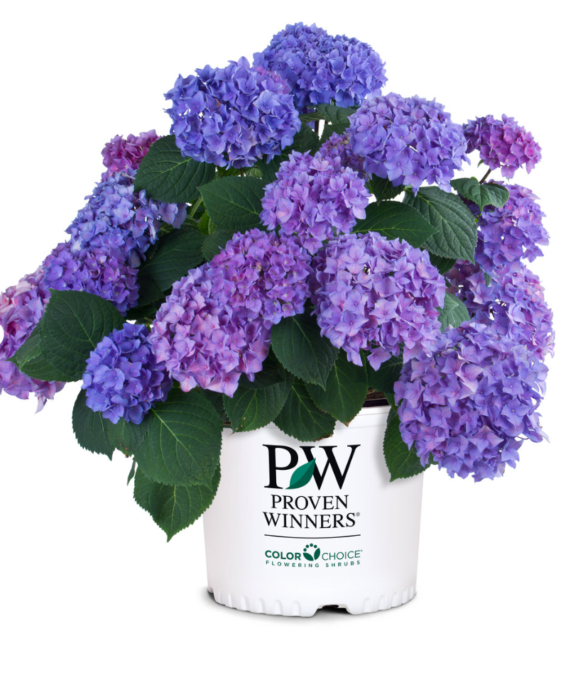 Hydrangea Macrophylla 'let's Dance Rhythmic Blue' - View 32 from www redcrocus com