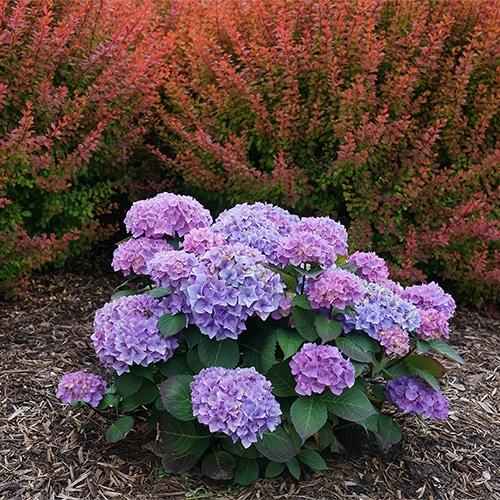 Hydrangea Macrophylla 'let's Dance Rhythmic Blue' - View 35 from www redcrocus com