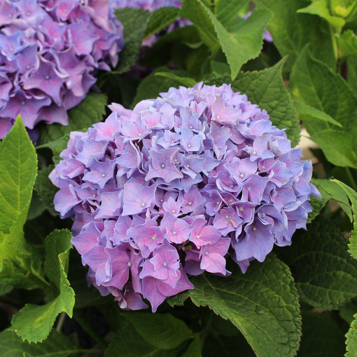 Hydrangea Macrophylla 'let's Dance Rhythmic Blue' - View 36 from www redcrocus com